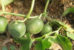 马泡瓜今日价格行情