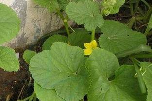 马泡瓜今日价格行情