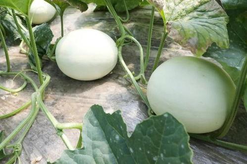 今日玉菇瓜价格,市场行情一览