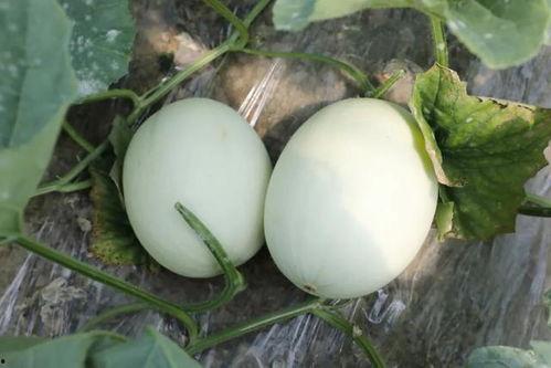 今日玉菇瓜价格,市场行情一览