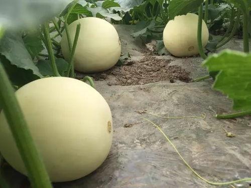 今日玉菇瓜价格,市场行情一览