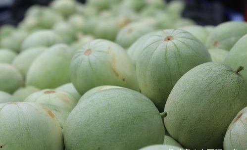 今日瓜价香瓜熟了,今日瓜价行情一览