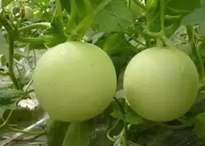 今日瓜价香瓜熟了,今日瓜价行情一览