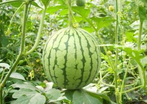 瓜州西瓜今日价格,价格行情一览