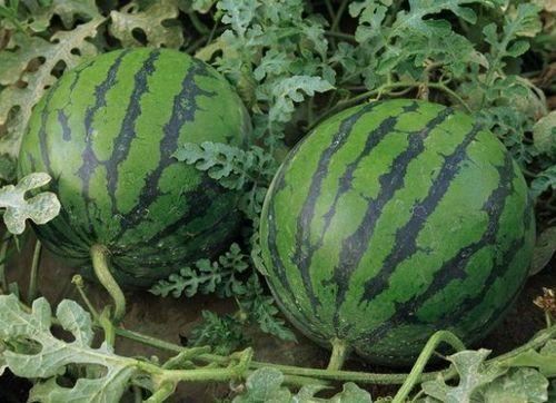 瓜州西瓜今日价格,价格行情一览