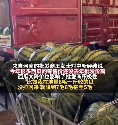 今日湛江毛瓜价格行情,今日市场动态一览”