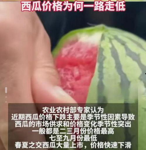 今日湛江毛瓜价格行情,今日市场动态一览”