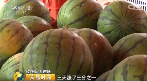 今日湛江毛瓜价格行情,今日市场动态一览”