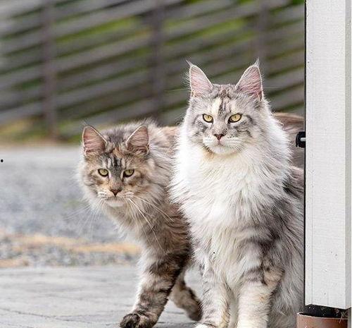 哪些明星网红养缅因猫,喵星人的时尚宠儿