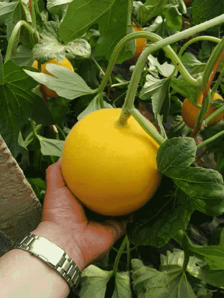 黄金蜜瓜今日价格,市场行情一览”