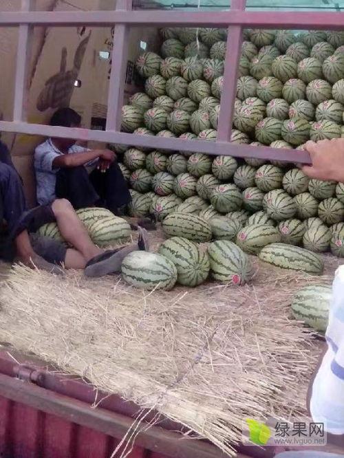 2024麒麟瓜今日价格,今日行情一览