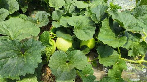 今日无锡瓜价格最新行情,新鲜瓜果价格走俏，市民抢购热潮涌动