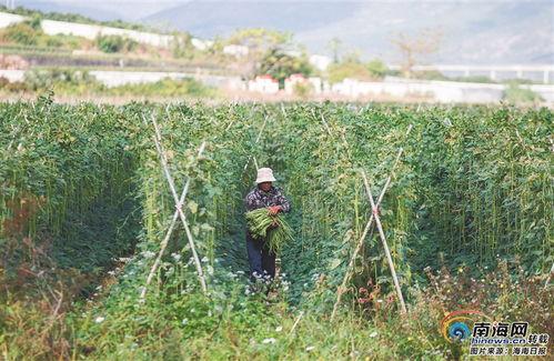 今日瓜菜市场价格,价格波动，市民关注