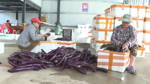 今日瓜菜市场价格,价格波动，市民关注