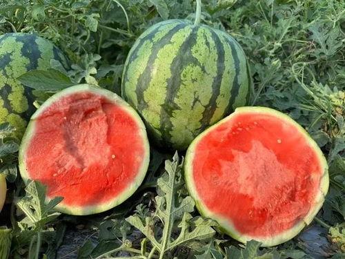 云南三月瓜今日价格,市场行情一览”