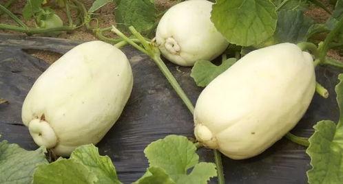 青州黄银瓜今日价格