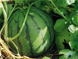 青州黄银瓜今日价格