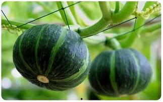 青州黄银瓜今日价格