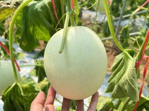 玉菇蜜瓜今日价格走势图,今日走势图解析