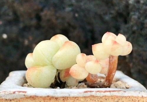 玉菇蜜瓜今日价格走势图,今日走势图解析