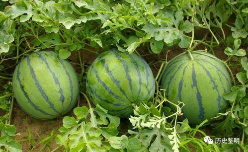 瓜农今日吃瓜 小说,一场别开生面的乡村奇遇