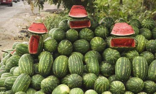 瓜农今日吃瓜 小说,一场别开生面的乡村奇遇