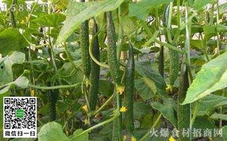 今日头瓜收购价格多少钱,XX元/斤，市场行情稳中向好