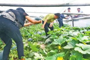 今日头瓜收购价格多少钱,XX元/斤，市场行情稳中向好