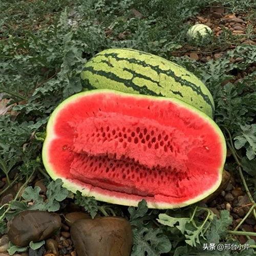 今日瓜,娱乐圈最新爆料，揭秘明星幕后故事