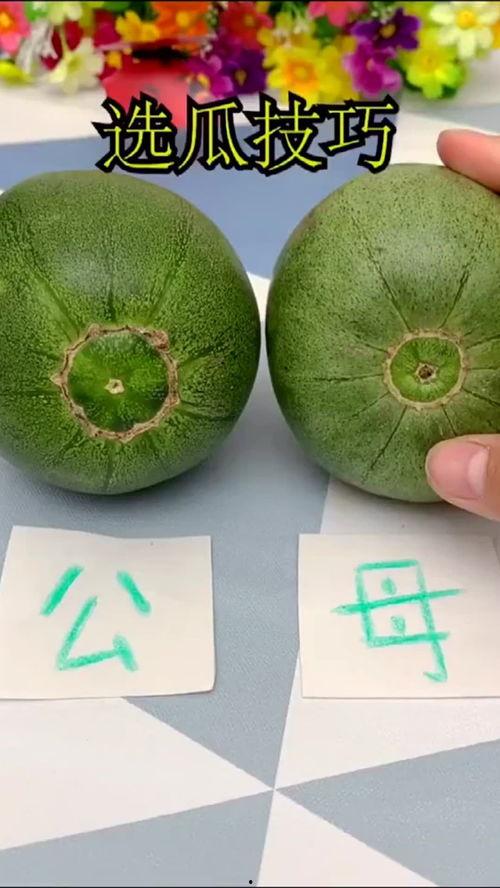 今日瓜,娱乐圈最新爆料，揭秘明星幕后故事