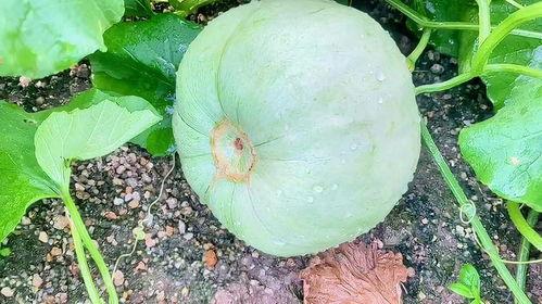 今日瓜,娱乐圈最新爆料，揭秘明星幕后故事