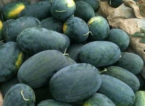 莒县今日荀瓜价格,市场行情一览”