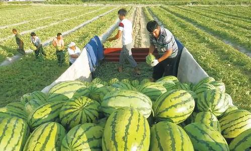 今日大瓜图片,揭秘娱乐圈最新热点事件