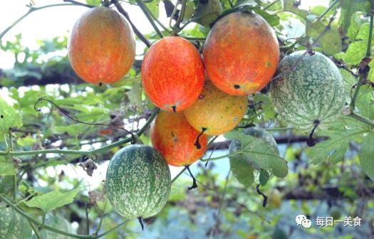 今日翠绿吊瓜价格多少