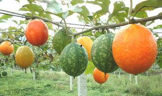 今日翠绿吊瓜价格多少