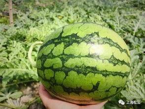 今日成都的瓜,今日热点事件大盘点