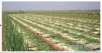 郯城今日瓜价,新鲜瓜果价格一览