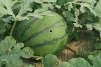 郯城今日瓜价,新鲜瓜果价格一览