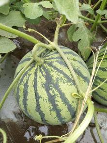 郯城今日瓜价,新鲜瓜果价格一览