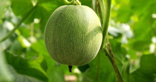 金美人蜜瓜今日价格,价格行情一览