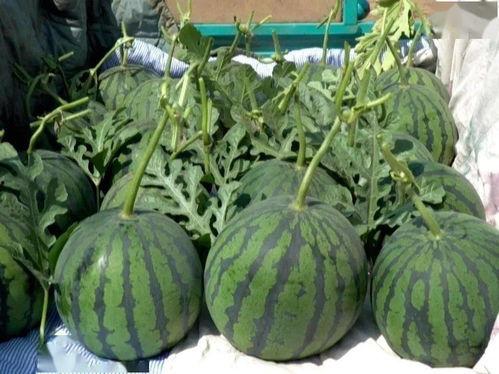 郑州市小吊瓜产地今日最新行情