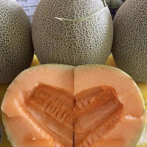 今日哈密瓜行情报价