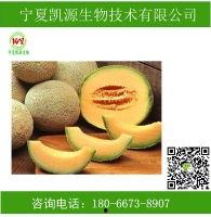 哈密瓜今日批发价格查询,市场行情实时更新”