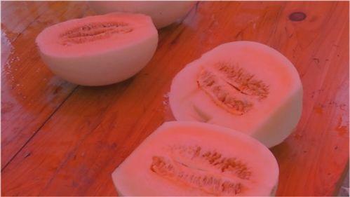 五龙小白瓜今日价格,市场行情一览”