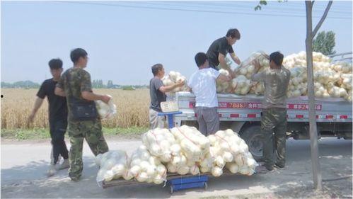 五龙小白瓜今日价格,市场行情一览”