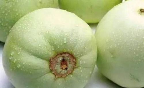 五龙小白瓜今日价格,市场行情一览”