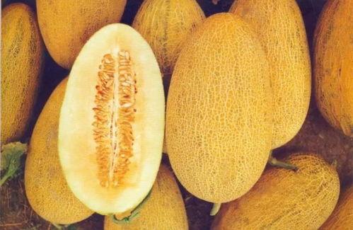 嘉兴今日哈密瓜行情,品质优良，价格稳定，备受市场青睐