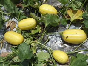 内黄县小白瓜今日价格,市场行情一览