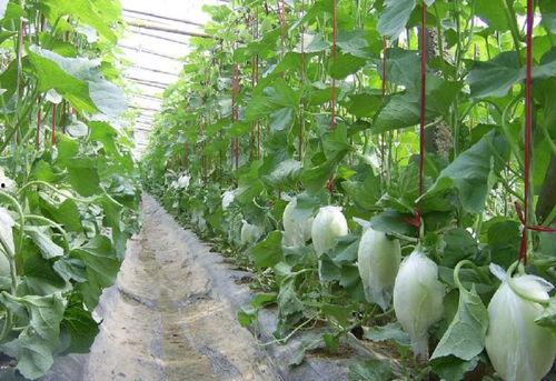 内黄县小白瓜今日价格,市场行情一览