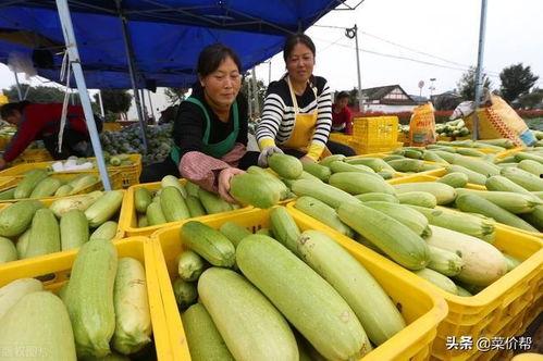 今日寿光吊瓜价格,品质佳、价格稳，市场反响热烈”